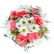 This hand-crafted bouquet, inspired by the vibrant parks and welcoming streets of Motspur Park, embodies the lightness and renewal of a perfect spring day. At its heart, cheerful white daisies shine with lime-green centres, surrounded by clouds of coral-pink carnations whose ruffled petals invite grateful smiles. Sprigs of delicate gypsophila wind through the design, shimmering like tiny morning stars, while blush and purple-speckled alstroemeria buds peek from lush eucalyptus and forest-green leaves. The palette radiates freshness, echoing Motspur Park's green spaces and community gardens. Every flower is thoughtfully placed, resulting in a composition that feels intentionally radiant and naturally harmonious-ideal for birthdays, congratulations, or simply kind wishes delivered locally. The effect is one of tranquil celebration-each bloom and leaf highlighted by a pure white backdrop, lovingly arranged by Motspur Park Florist as a gentle reminder of beauty in everyday moments.